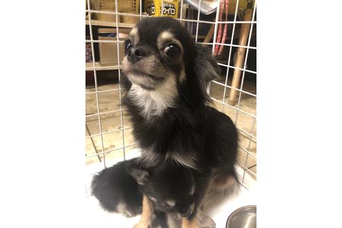 販売中のチワワ(ロングコート)の親犬