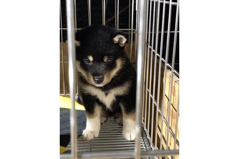 販売中の柴犬の親犬