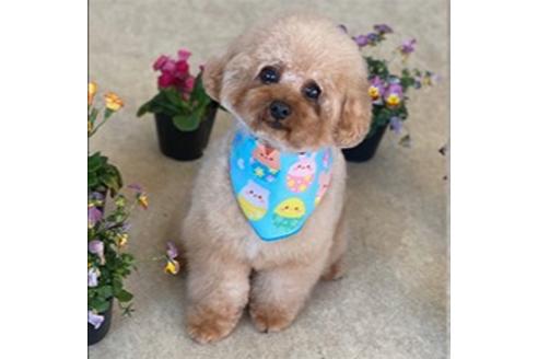 販売中のティーカッププードルの親犬