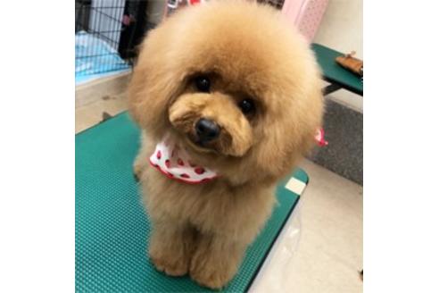 販売中のティーカッププードルの親犬