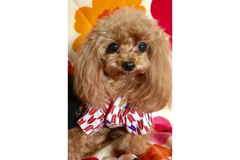販売中のティーカッププードルの親犬