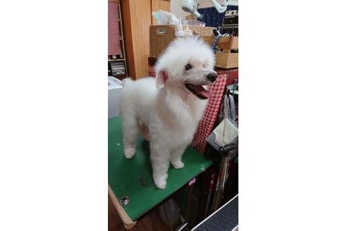 販売中のミニチュアシュナウザーの親犬