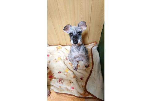 販売中のミニチュアシュナウザーの親犬