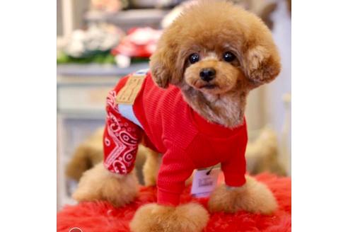 販売中のティーカッププードルの親犬