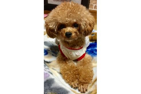 販売中のティーカッププードルの親犬