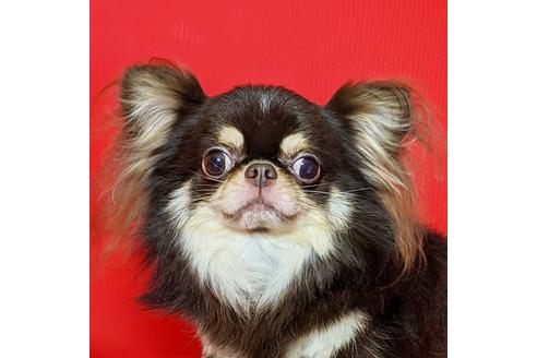 販売中のチワワ(スムースコート)の親犬