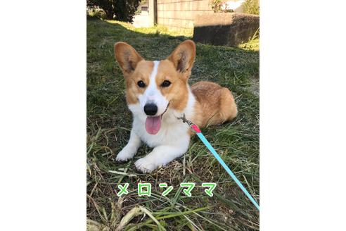 販売中のウェルシュコーギーペンブロークの親犬