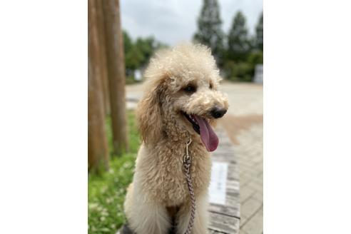 販売中のミックス犬の親犬