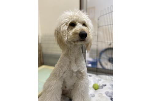 販売中のミックス犬の親犬