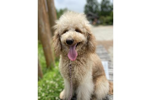 販売中のミックス犬の親犬