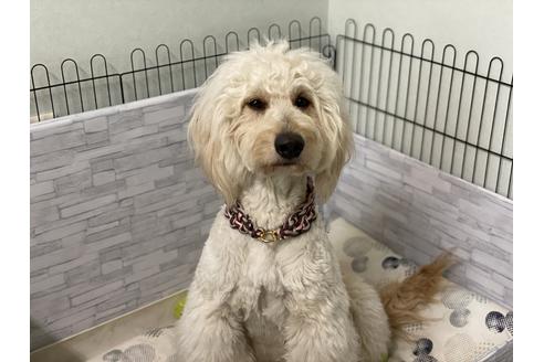 販売中のミックス犬の親犬