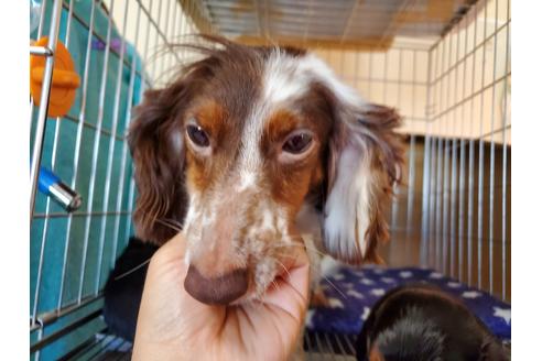 販売中のミニチュアダックスフンド(ロングヘアード)の親犬