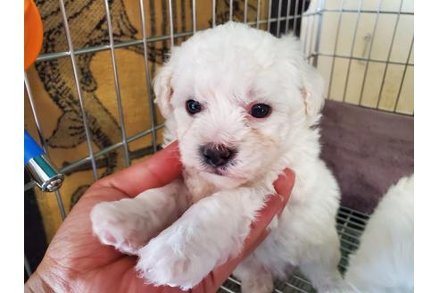 愛知県のビションフリーゼ 男の子 05 09生まれ 6月28日まで見学可能 子犬id 955 ブリーダーナビ 愛知県のビションフリーゼ 男の子 05 09生まれ 6月28日まで見学可能 子犬id 955 ブリーダーナビ