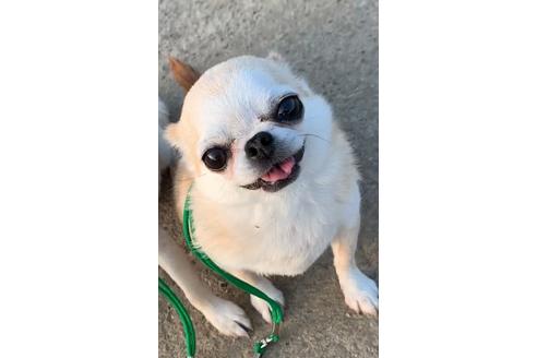 販売中のチワワ(スムースコート)の親犬