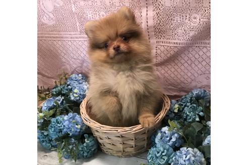 大阪府でポメラニアンの子犬を探す ブリーダーナビ