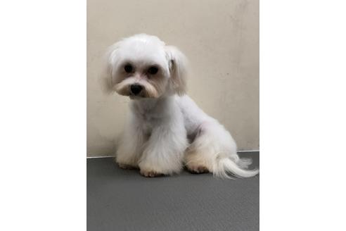 販売中のマルチーズの親犬