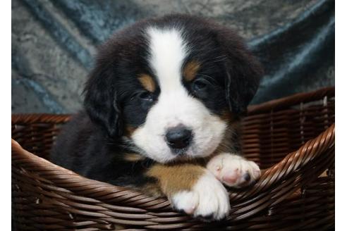 兵庫県のバーニーズマウンテンドッグ 女の子 04 18生まれ ブラック ラスト ホワイト がっしり体型の女の子 子犬id 984 ブリーダーナビ 兵庫県のバーニーズマウンテンドッグ 女の子 04 18生まれ ブラック ラスト ホワイト がっしり体型の女の子 子犬id 984 ブリーダーナビ