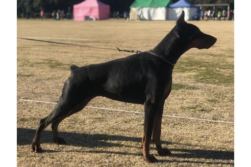 販売中のドーベルマンの親犬
