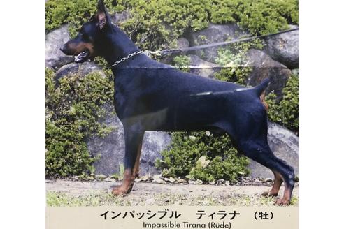 販売中のドーベルマンの親犬