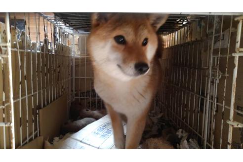 販売中の柴犬の親犬