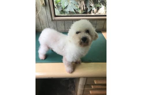 販売中のビションフリーゼの親犬