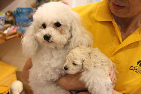 販売中のトイプードルの親犬