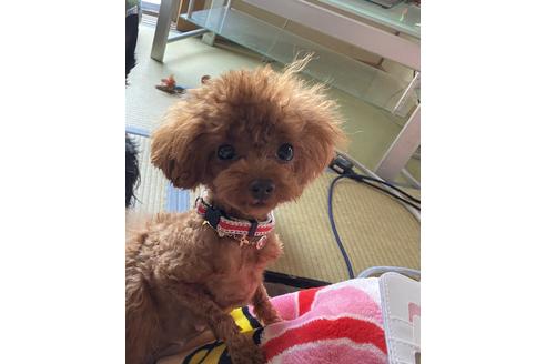 販売中のティーカッププードルの親犬