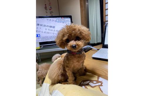 販売中のティーカッププードルの親犬