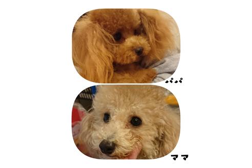 販売中のタイニープードルの親犬