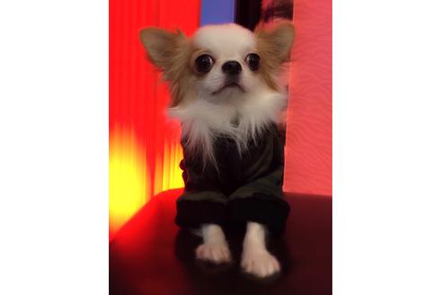 販売中のチワワ(ロングコート)の親犬
