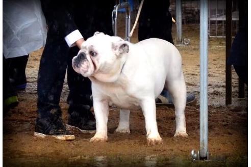 販売中のブルドッグの親犬