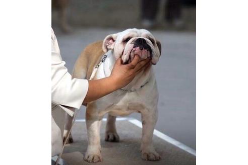 販売中のブルドッグの親犬