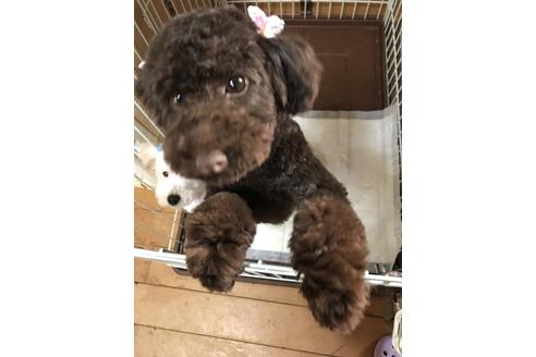 販売中のトイプードルの親犬