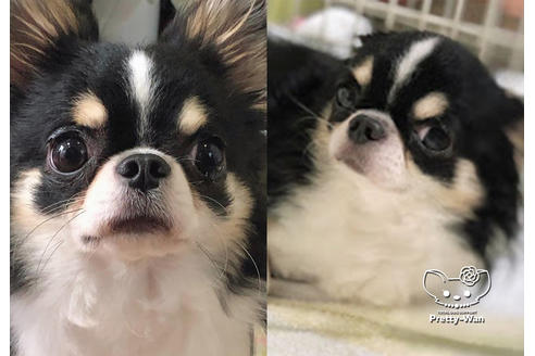 販売中のチワワ(ロングコート)の親犬