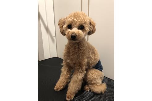 販売中のトイプードルの親犬