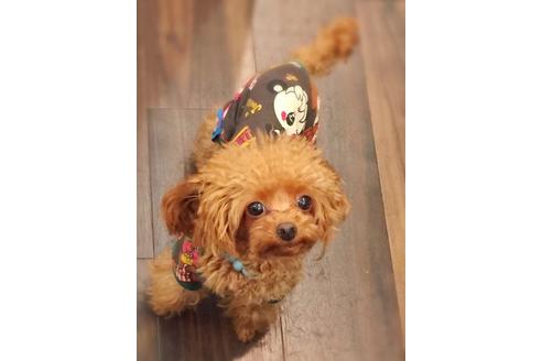 販売中のティーカッププードルの親犬