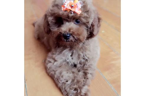 販売中のティーカッププードルの親犬