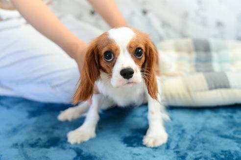 販売中のミックス犬の母親