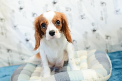 販売中のミックス犬の親犬