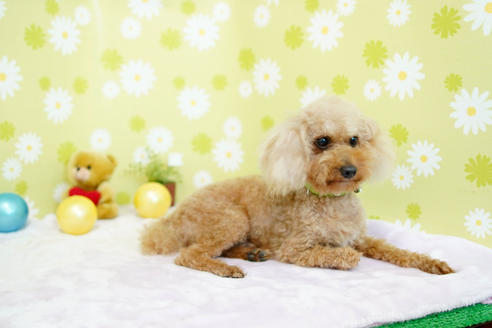 販売中のトイプードルの親犬