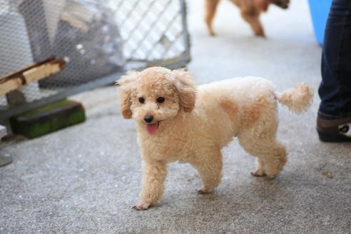 販売中のトイプードルの親犬