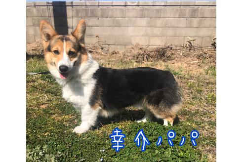 販売中のウェルシュコーギーペンブロークの親犬