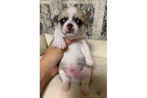 福島県のスムースコートチワワ 男の子 05 29生まれ お鼻の短いムチコロボーイ 子犬id ブリーダーナビ