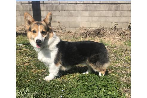 販売中のウェルシュコーギーペンブロークの親犬