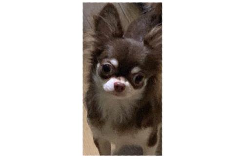 販売中のチワワ(ロングコート)の親犬