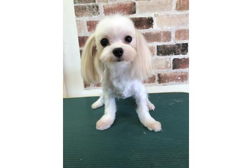販売中のマルチーズの親犬