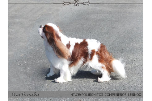 販売中のキャバリアキングチャールズスパニエルの親犬