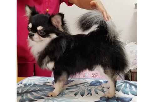 販売中のチワワ(スムースコート)の親犬