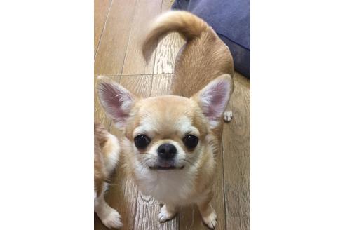 販売中のチワワ(スムースコート)の親犬