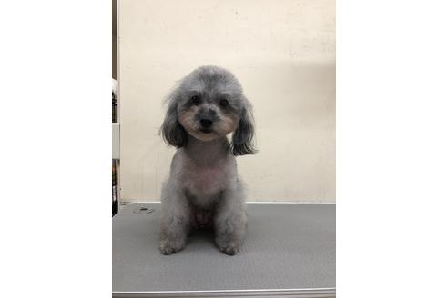 販売中のトイプードルの親犬